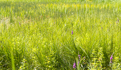Image showing wetland vegetation detail