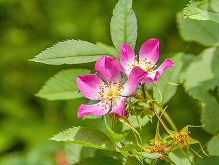 Image showing wild rose flower