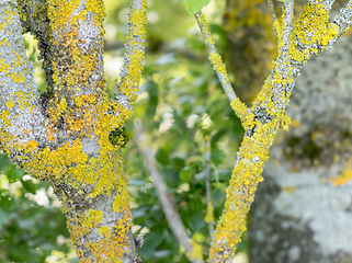 Image showing twigs and lichen