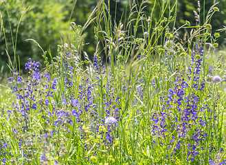 Image showing meadow clary flowers