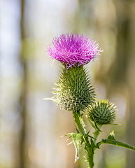 Image showing violet thistle blossom