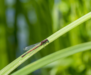 Image showing red Damselfly resting on a leaf