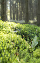 Image showing sunny forest scenery