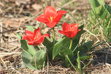 Image showing red tulip flower