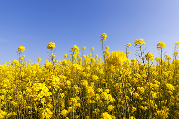 Image showing yellow rape flowers