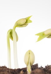 Image showing group of newly grown beans