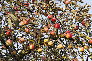 Image showing red apples on the branches