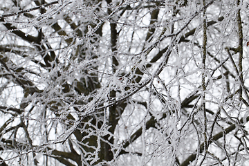 Image showing branches of deciduous trees