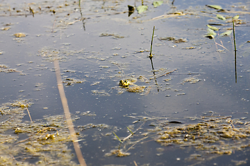 Image showing green frog floating in the water