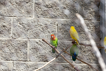 Image showing multi-colored parrots