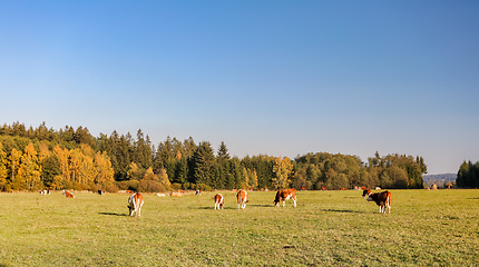 Image showing Herd of cows at summer green field