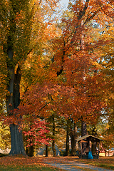 Image showing autumn in park in fall season