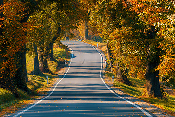 Image showing beautiful trees on alley in autumn