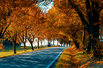 Image showing beautiful trees on alley in autumn