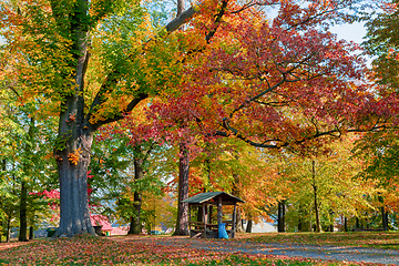 Image showing autumn in park in fall season