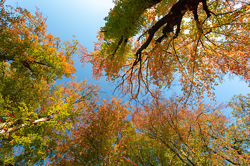 Image showing autumn colored tree top in fall season
