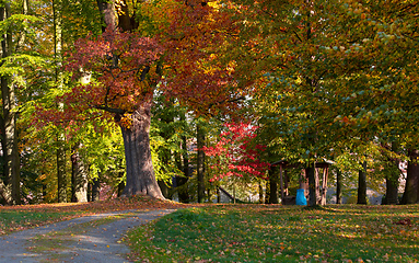 Image showing autumn in park in fall season