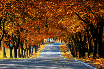 Image showing beautiful trees on alley in autumn