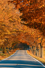 Image showing beautiful trees on alley in autumn