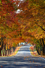 Image showing beautiful trees on alley in autumn