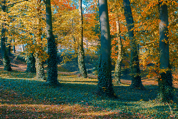 Image showing autumn in park in fall season