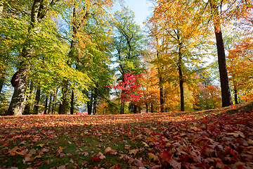 Image showing autumn in park in fall season