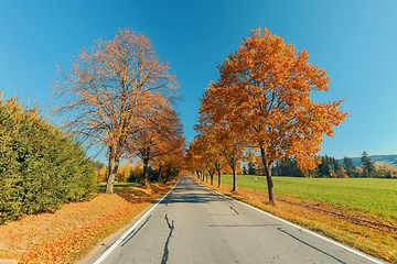 Image showing beautiful trees on alley in autumn