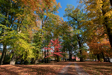 Image showing autumn in park in fall season