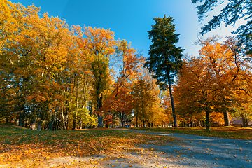 Image showing autumn in park in fall season