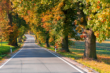 Image showing beautiful trees on alley in autumn