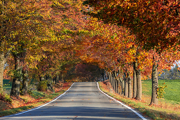 Image showing beautiful trees on alley in autumn