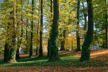 Image showing autumn in park in fall season