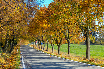 Image showing beautiful trees on alley in autumn