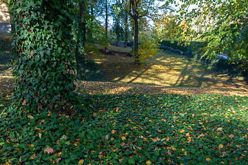 Image showing autumn in park in fall season