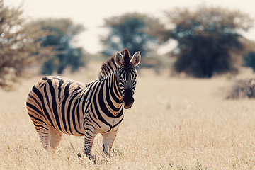 Image showing Zebra in bush, Namibia Africa wildlife