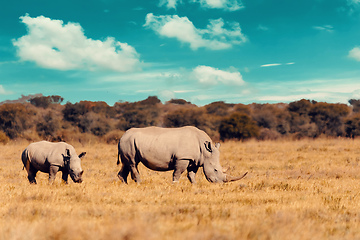 Image showing baby of white rhinoceros Botswana, Africa