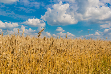 Image showing A wheat field, fresh crop of wheat