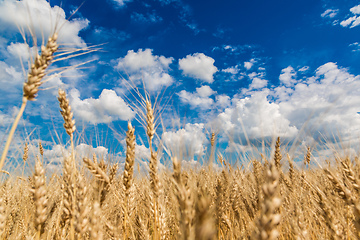 Image showing A wheat field, fresh crop of wheat