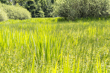 Image showing sunny wetland scenery