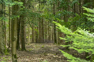 Image showing idyllic forest scenery