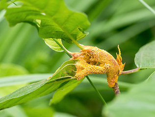 Image showing orange plant gall