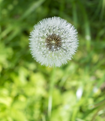 Image showing blowball closeup