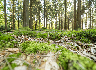 Image showing sunny forest scenery