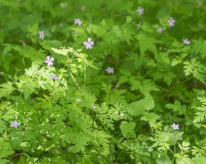 Image showing wild flowers closeup