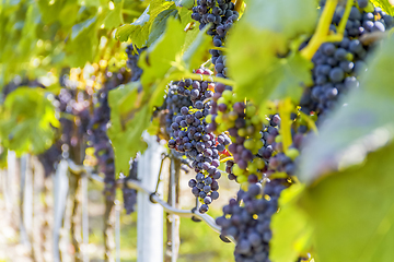 Image showing blue grapes closeup