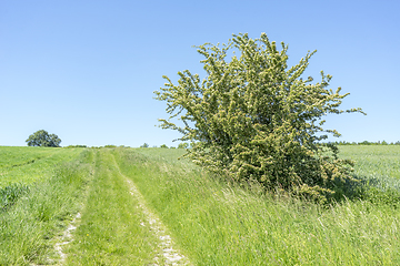 Image showing idyllic rural scenery