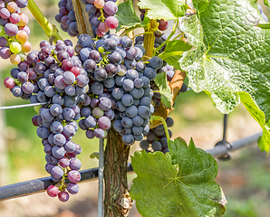 Image showing blue grapes closeup