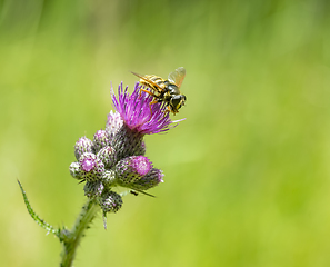 Image showing Hoverfly on thistle flower