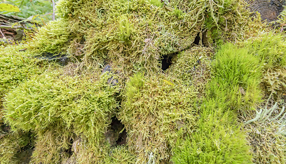 Image showing ground cover vegetation