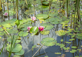 Image showing water lilies in a pond